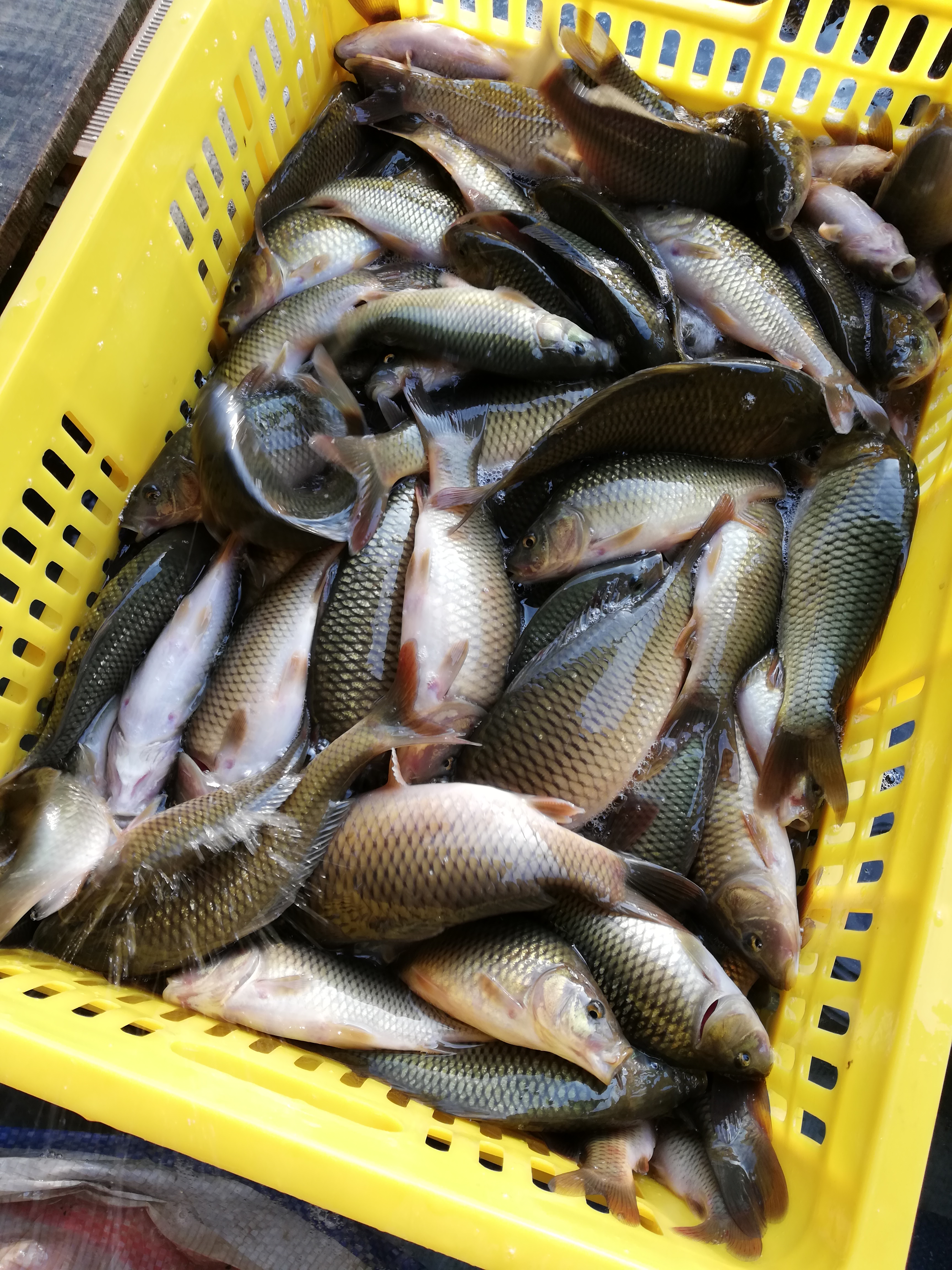 [禾花鱼批发]禾花鱼 人工养殖 0.05公斤价格7元